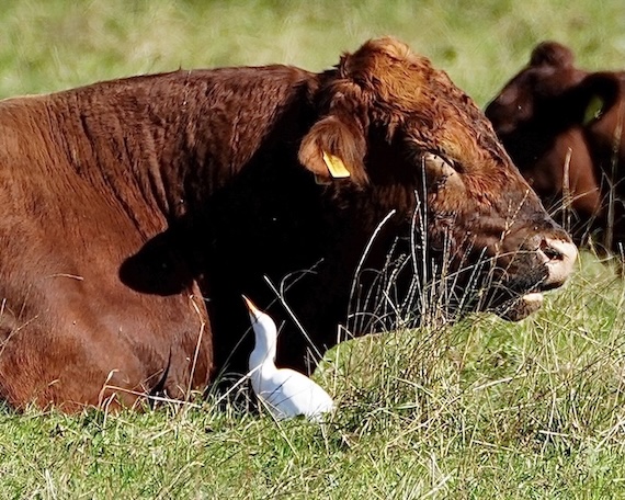 cattle egret